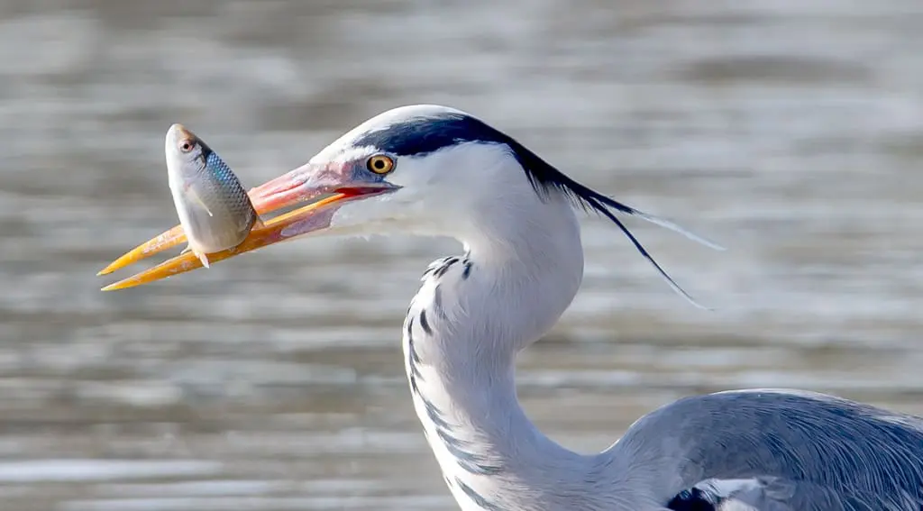 Best Photo Sharing Site Top 12 Photos: Catch of the Day