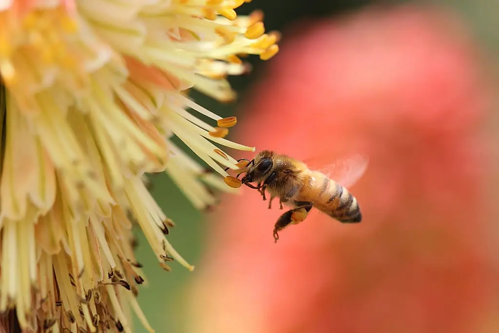 Best Photo Sharing Site Top 12 Photos: Bee Pollinating Flower