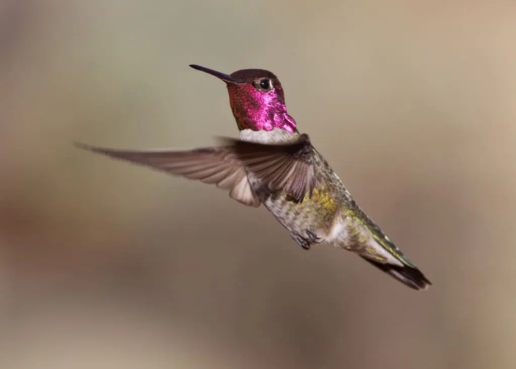 Best Photo Sharing Site Top 12 Photos: Hummingbird