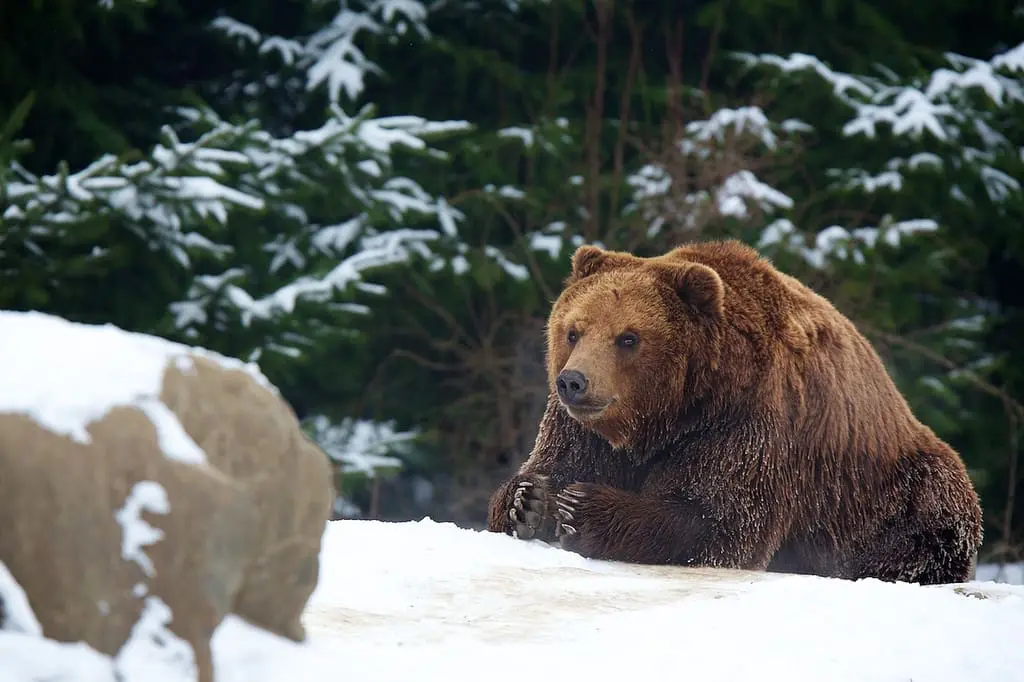 Best Photo Sharing Site Top 12 Photos: Kamchatka Brown Bear