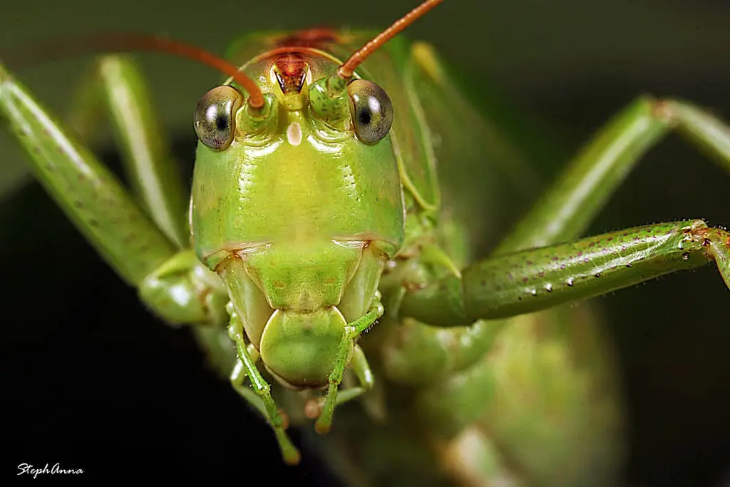 Best Photo Sharing Site Top 12 Photos: Grasshopper Up Close