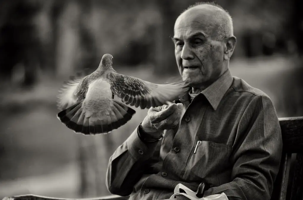 Best Photo Sharing Site Top 12 Photos: Old Man and Pidgeon