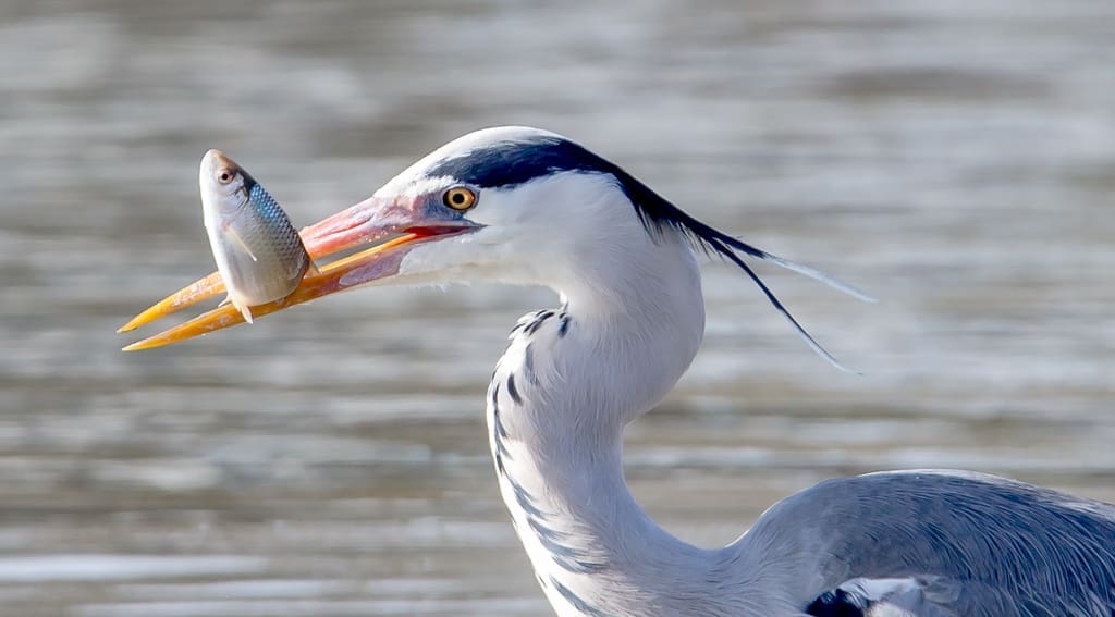 Best Photo Sharing Site Top 12 Photos: Catch of the Day