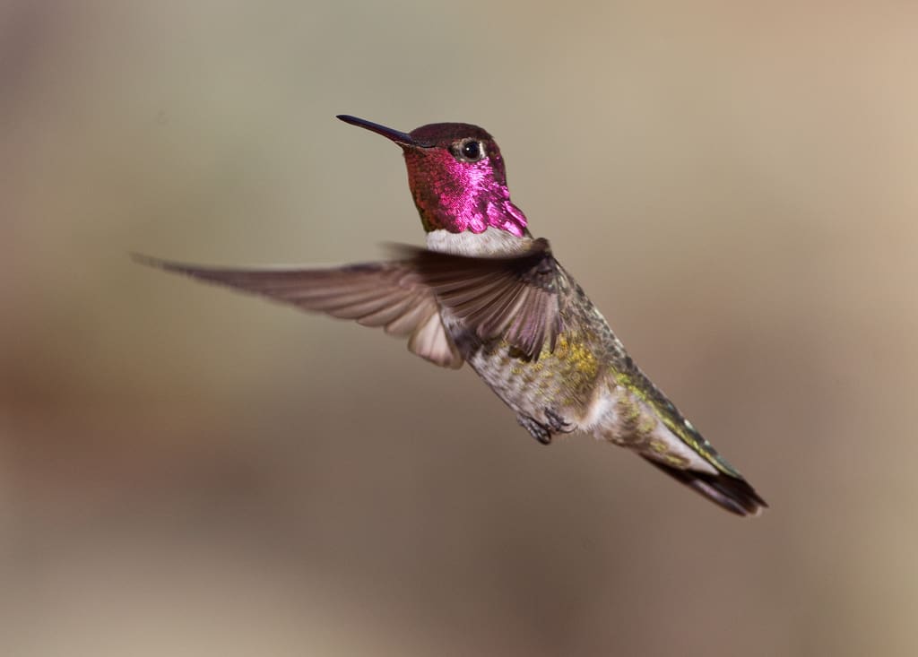 Best Photo Sharing Site Top 12 Photos: Hummingbird