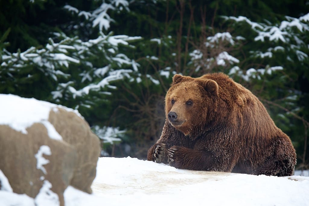 Best Photo Sharing Site Top 12 Photos: Kamchatka Brown Bear