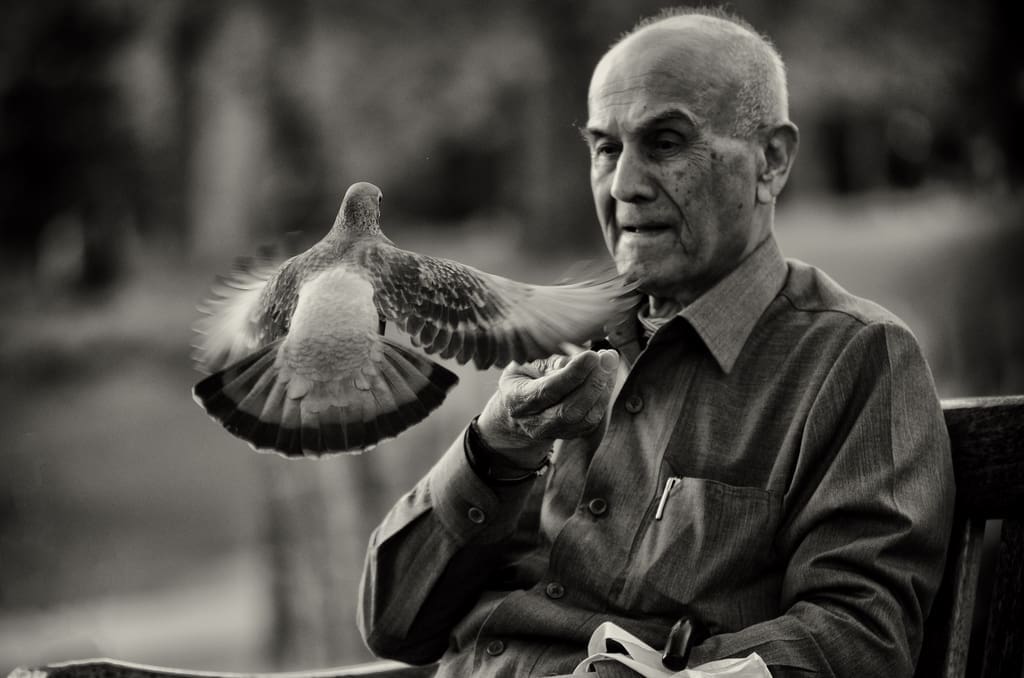 Best Photo Sharing Site Top 12 Photos: Old Man and Pidgeon
